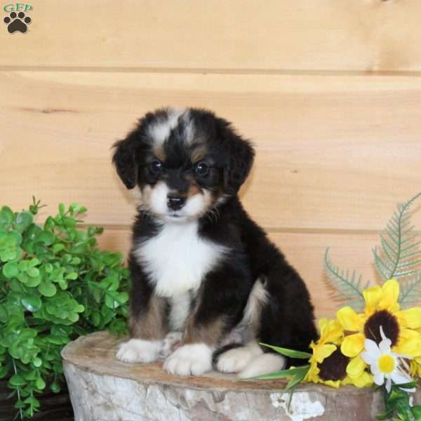 Straw Bale, Bernedoodle Puppy